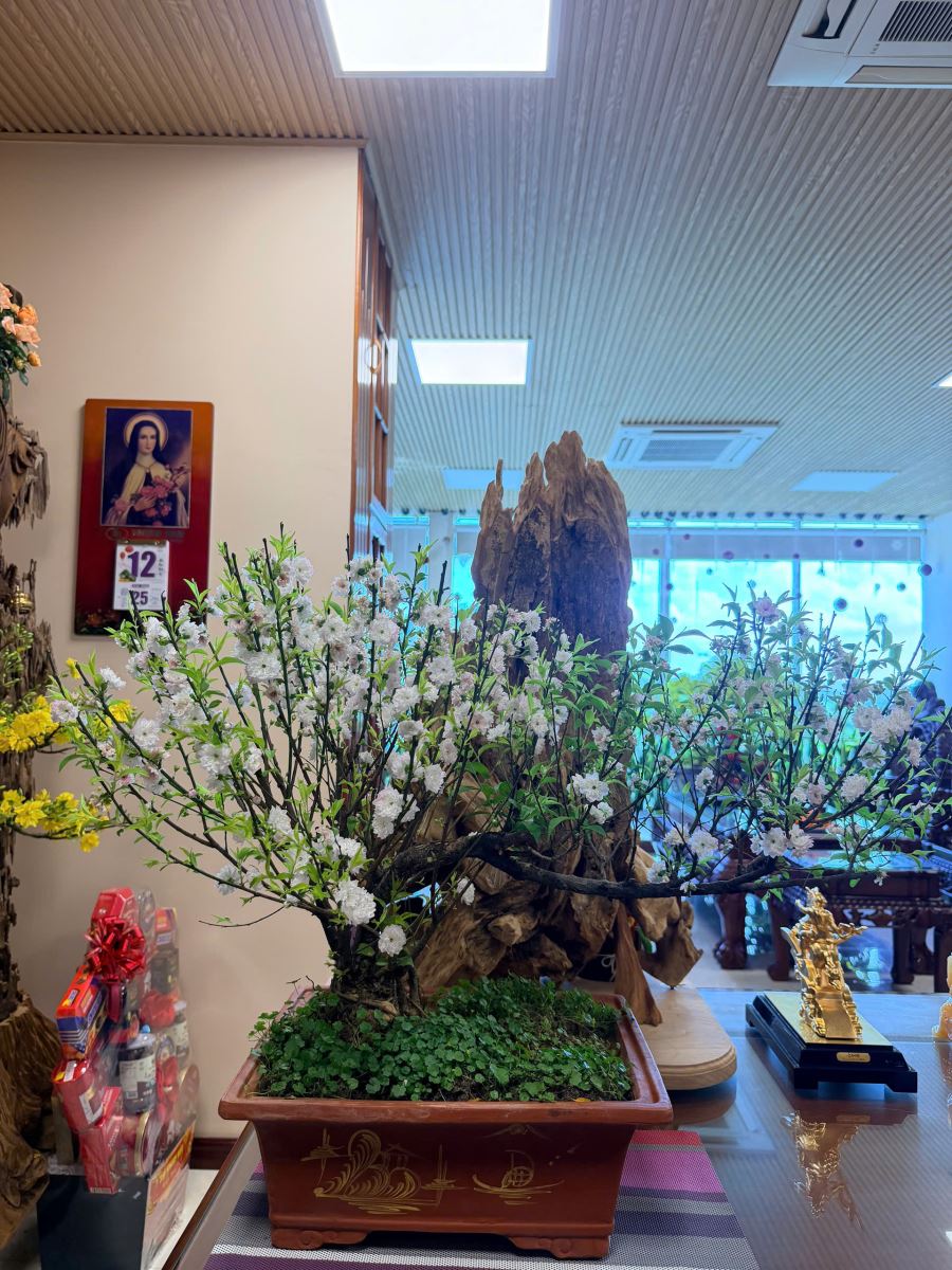 白梅